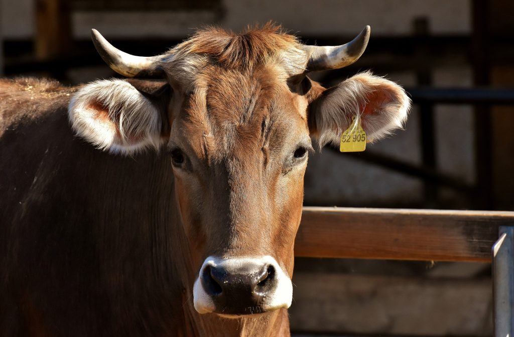 cow g1525049b9 1920