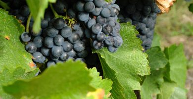 wine gb059291d6 1920