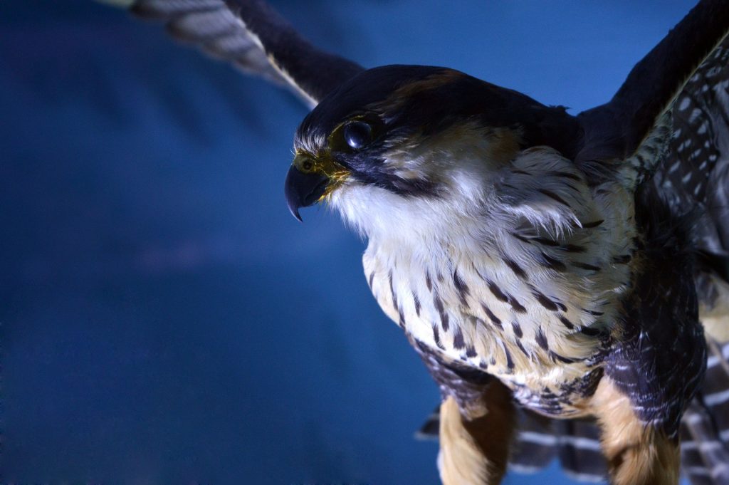falcon gfba1af7f3 1920