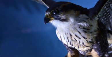 falcon gfba1af7f3 1920