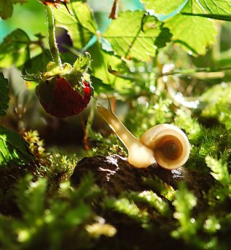 agroecologia