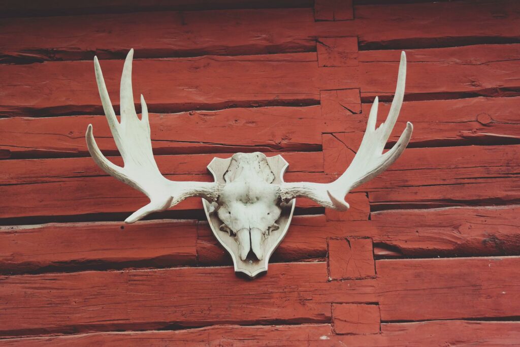 Taxidermista