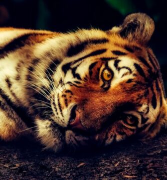 medicina veterinaria