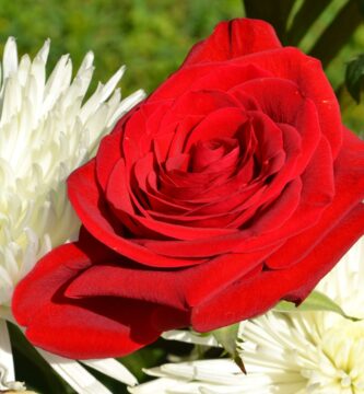 hd wallpaper 3287770 1920