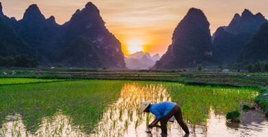 Ingeniero agroecológico