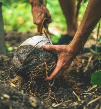 Rizosfera agroecología